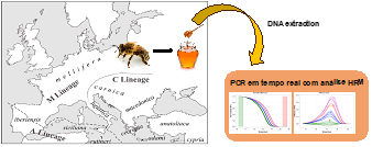 Análise de DNA por PCR em tempo real para a diferenciação de mel produzido por diferentes subespécies de abelhas 