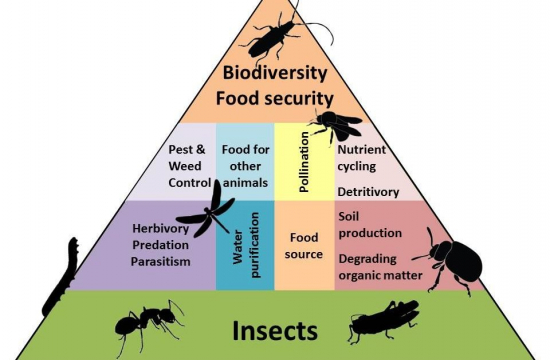 Os insetos e a sua importância nas nossas vidas