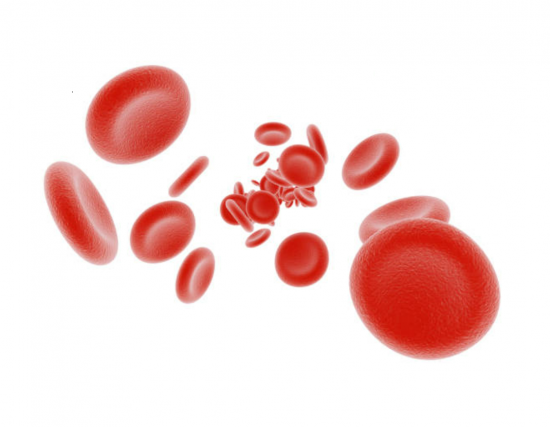 Vem conhecer e aprender a isolar eritrócitos do sangue!