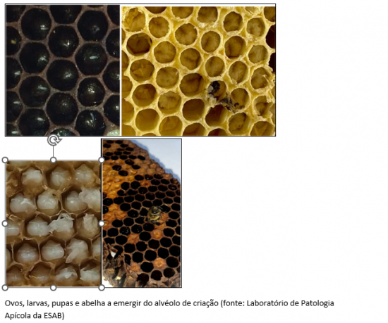 Vem descobrir uma das doenças pediátricas mais comuns que afetam as crias de abelhas melíferas!