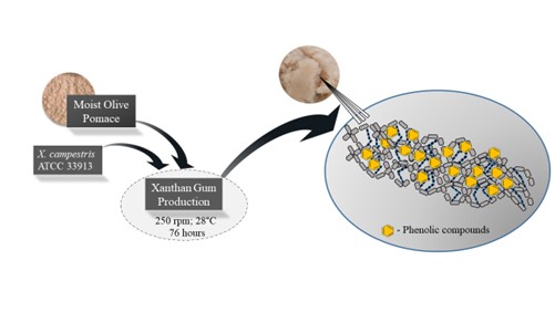 Produ&ccedil;&atilde;o de goma xantana usando baga&ccedil;o de azeitona como substrato: um processo sustent&aacute;vel