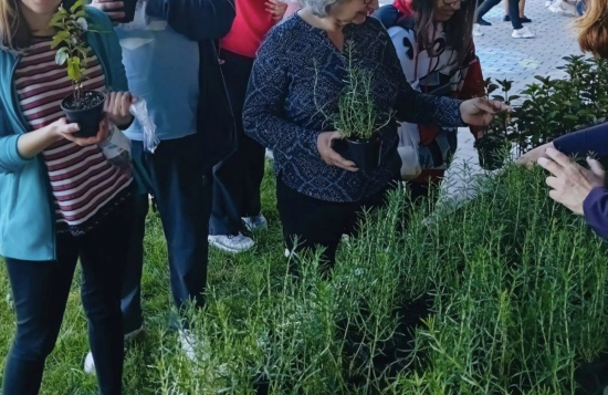 plantinhas para todos