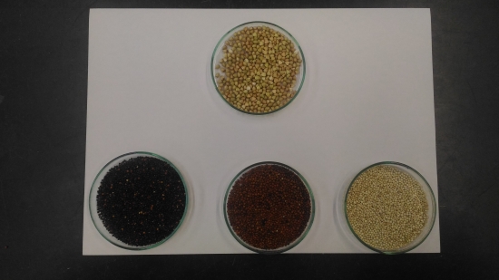 Pseudo-cereais: o que são e qual a sua composição química?