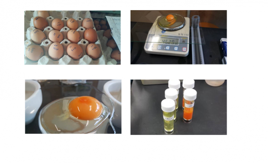 Sabes avaliar a frescura de um ovo? Vem conhecer os principais parâmetros da qualidade interna dos ovos para consumo